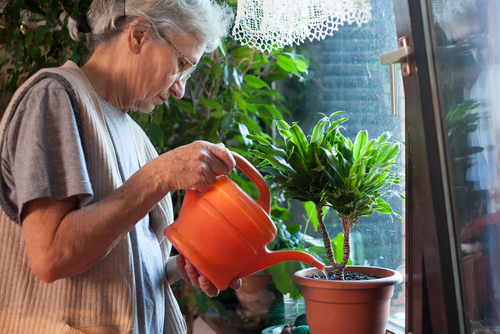 How indoor plants can improve wellbeing in aged care settings